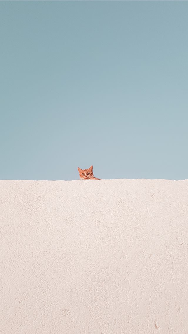 brown tabby cat on concrete roof during daytime iPhone wallpaper 