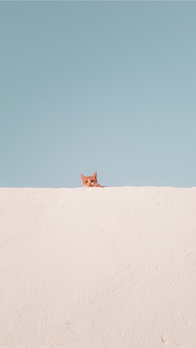 640x1136 brown tabby cat on concrete roof during daytime - fox iPhone Wallpaper