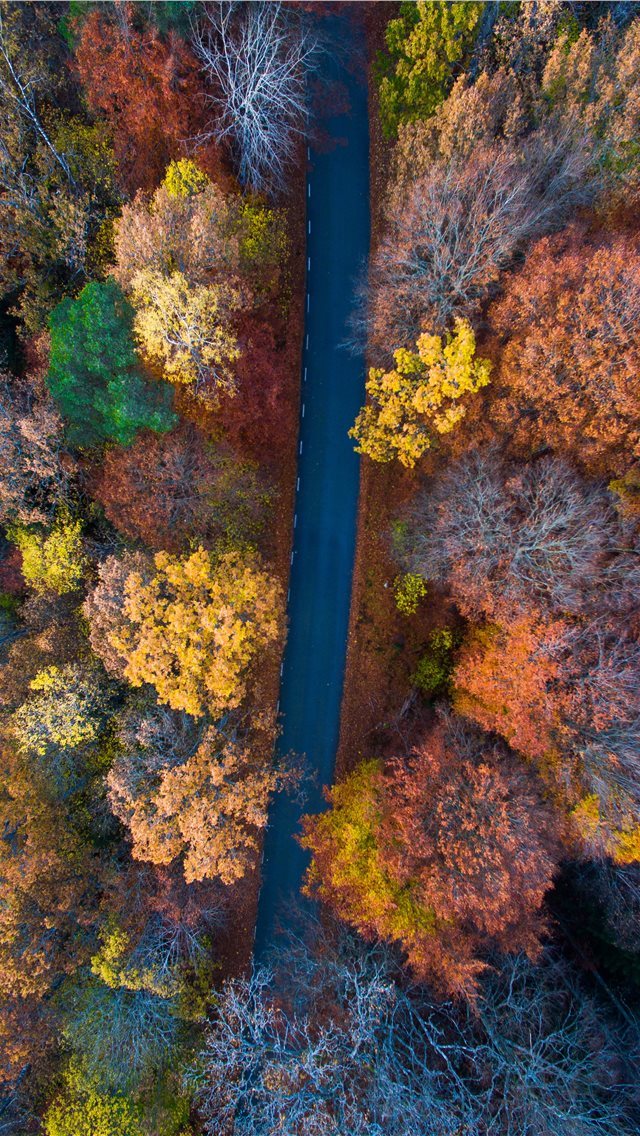 640x1136 aerial photography of road surrounded with orange ... - sweden iPhone Wallpaper