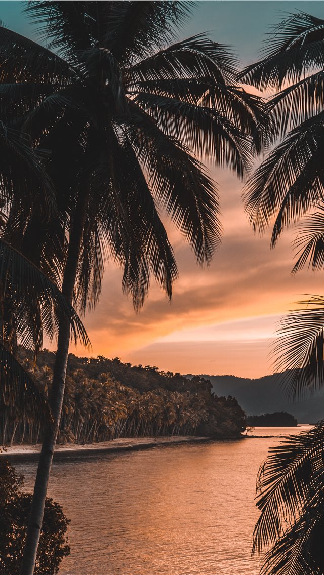 silhouette of palm tree during golden hour iPhone wallpaper 