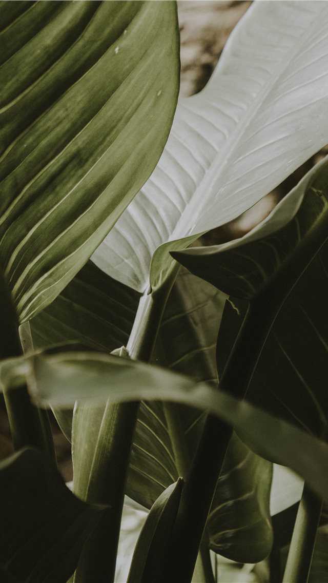 green leafy plant iPhone wallpaper 