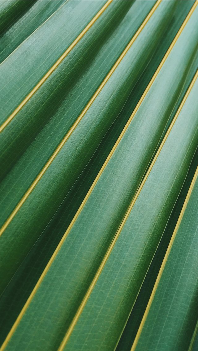 640x1136 coconut leaf - mexico iPhone Wallpaper