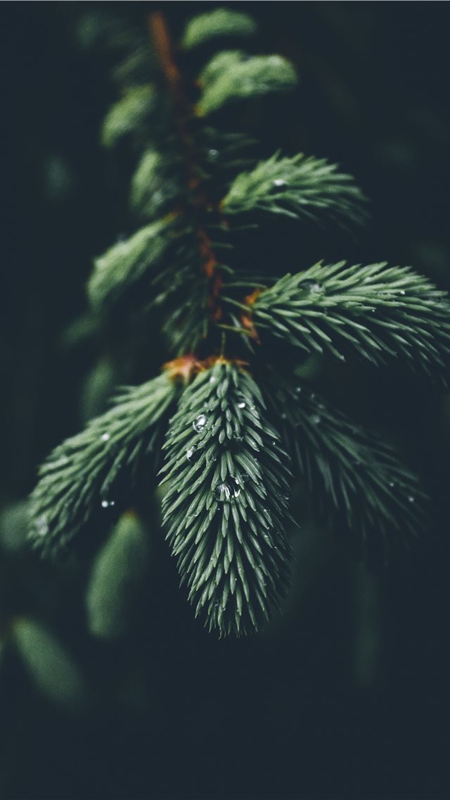 640x1136 shallow focus photography of green spruce tree - canada iPhone Wallpaper