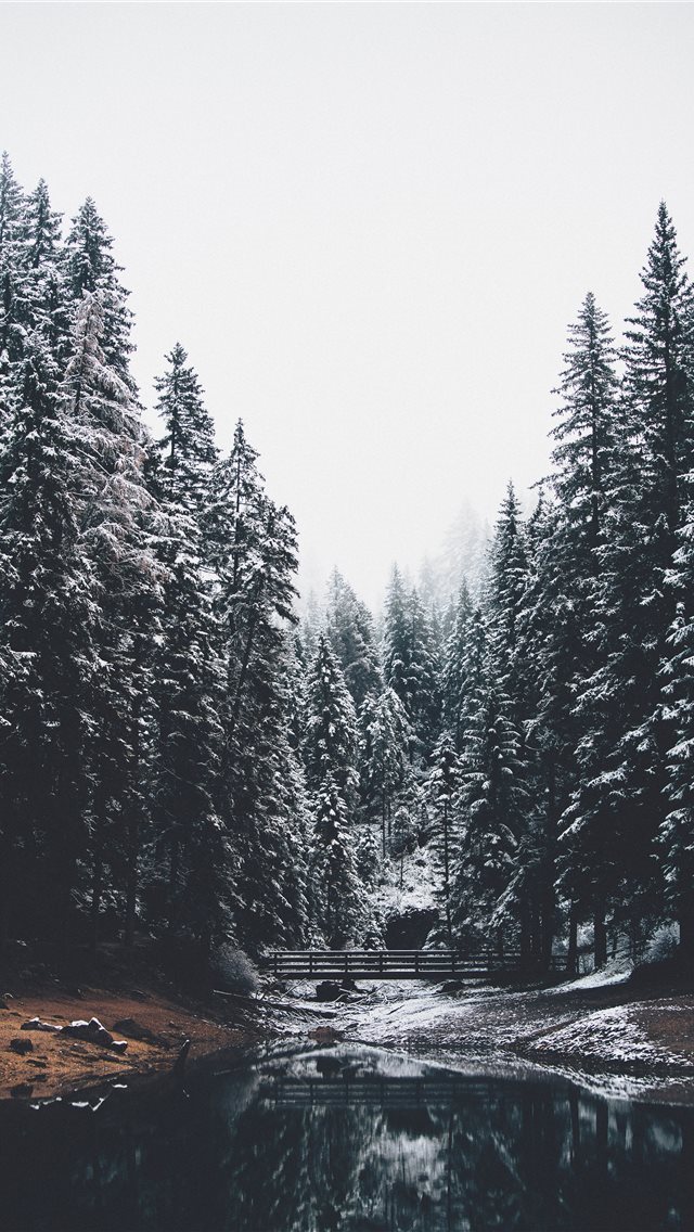 640x1136 body of water and pine trees - tree iPhone Wallpaper