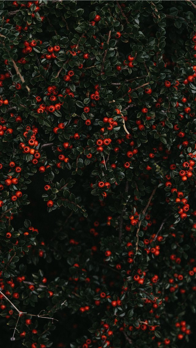 640x1136 red fruited plant - volcano iPhone Wallpaper