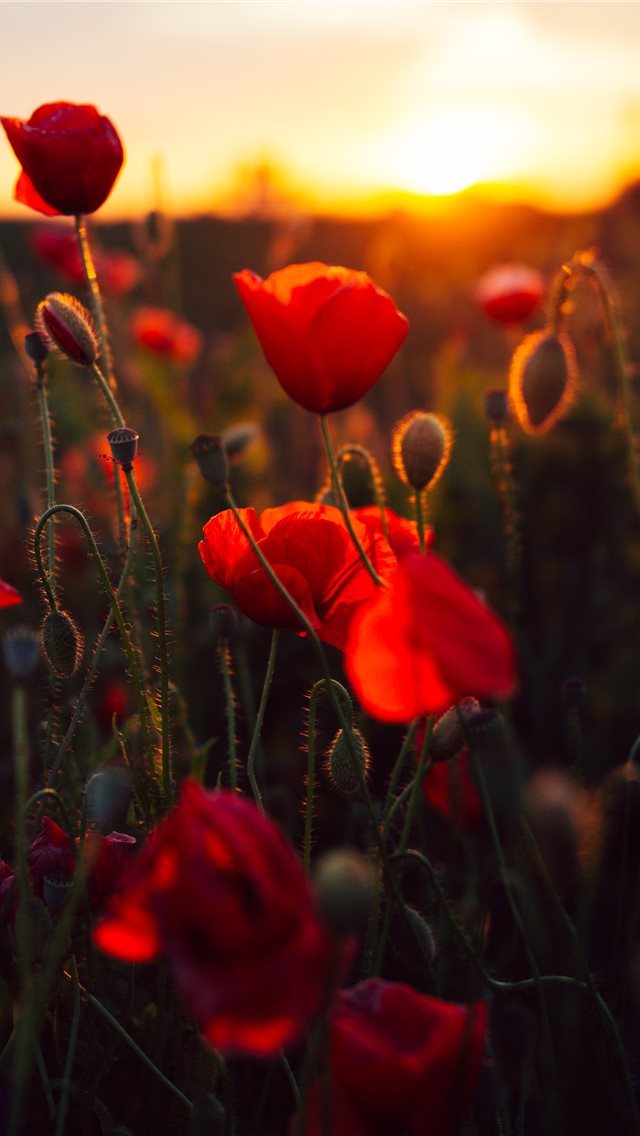 640x1136 red petaled flower bloom during daytime -  iPhone Wallpaper