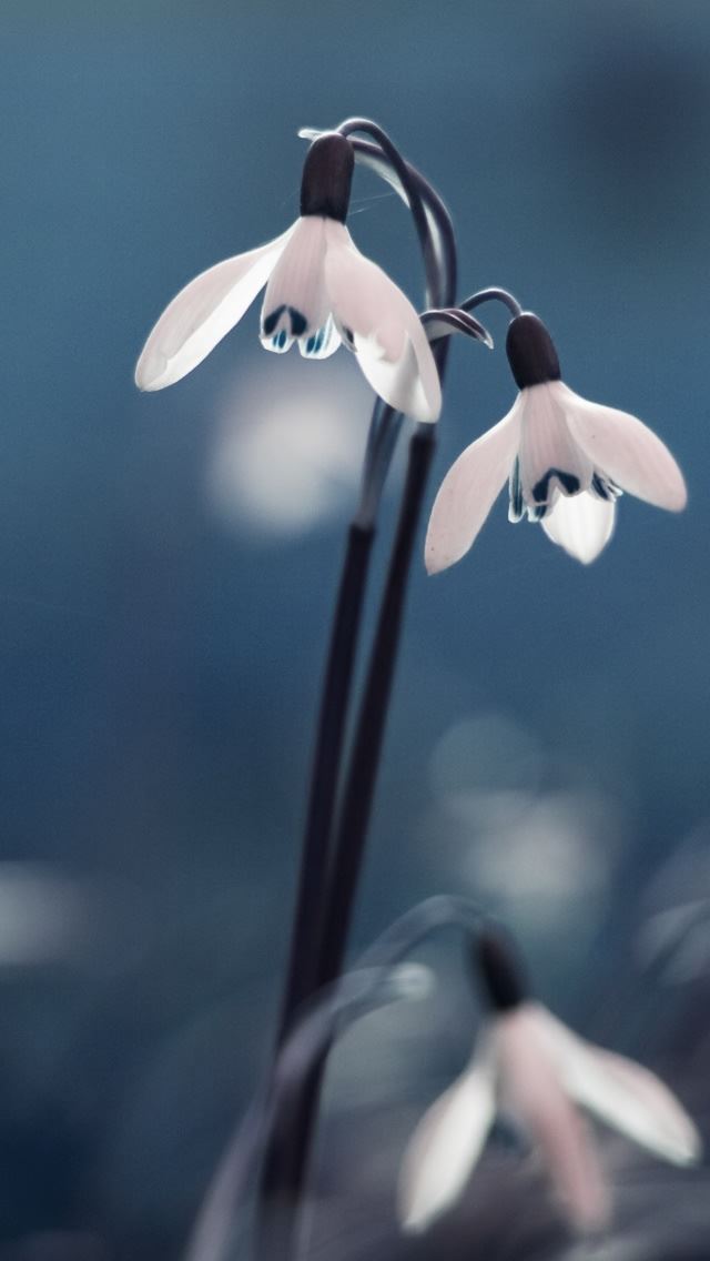 640x1136 Opened Snowdrops - line iPhone Wallpaper