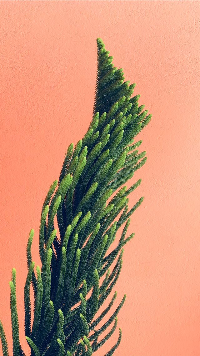 640x1136 green and brown leaf plant - haiti iPhone Wallpaper