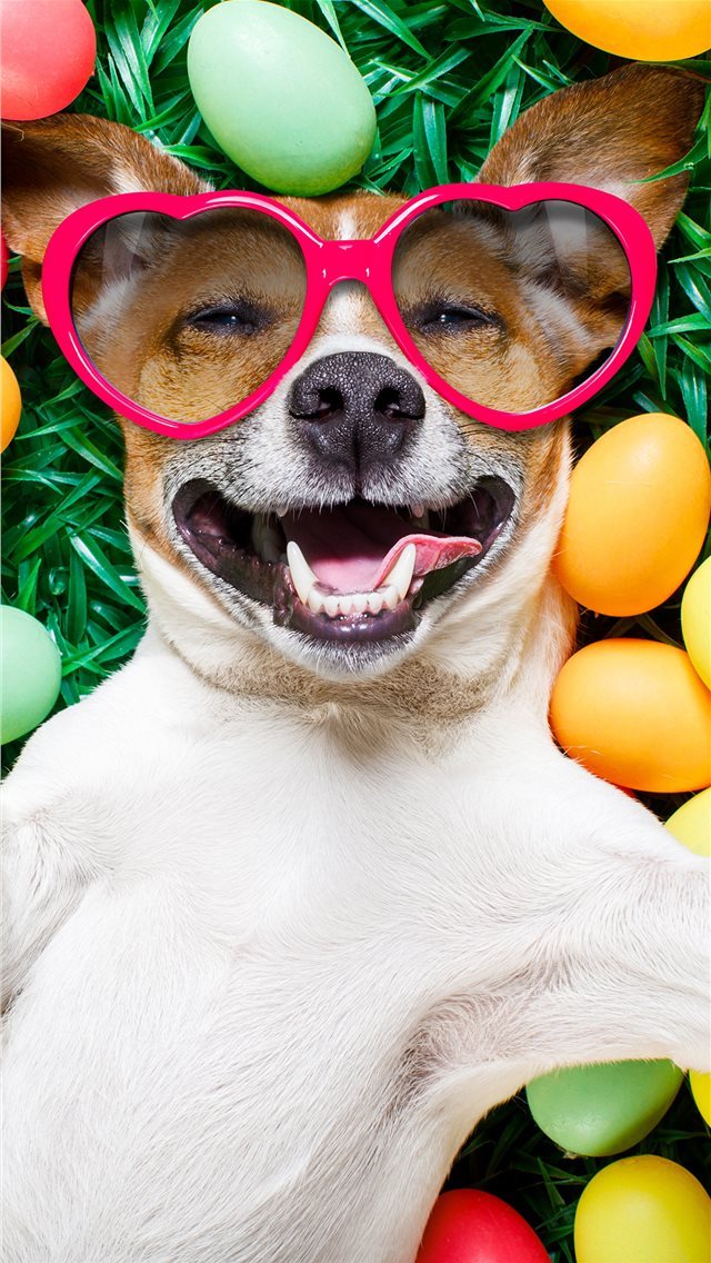 640x1136 Images Easter Jack Russell terrier Dogs Smile Funn... - easter iPhone Wallpaper