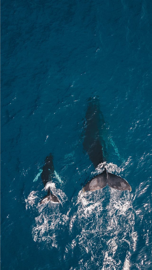 640x1136 two black whales swimming in body of water - maui iPhone Wallpaper