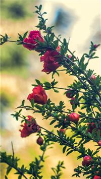 Red flowers twigs hazy spring 1242x2688 Max wallpa... wallpaper