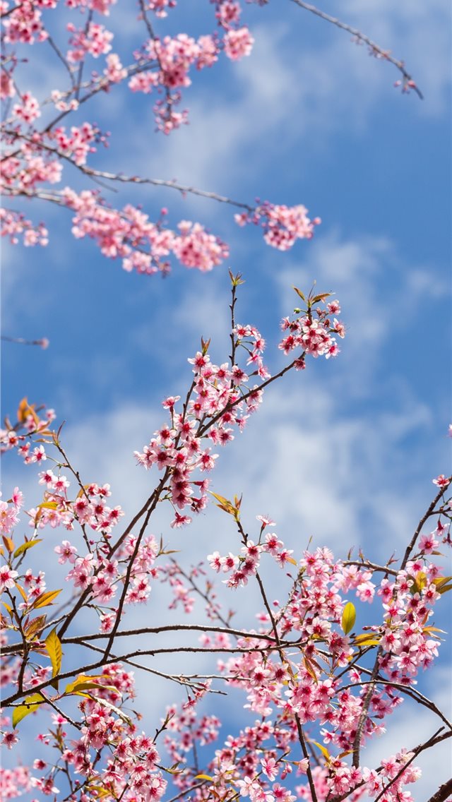 Spring sakura flowering pink flowers twigs 1125x24... iPhone wallpaper 