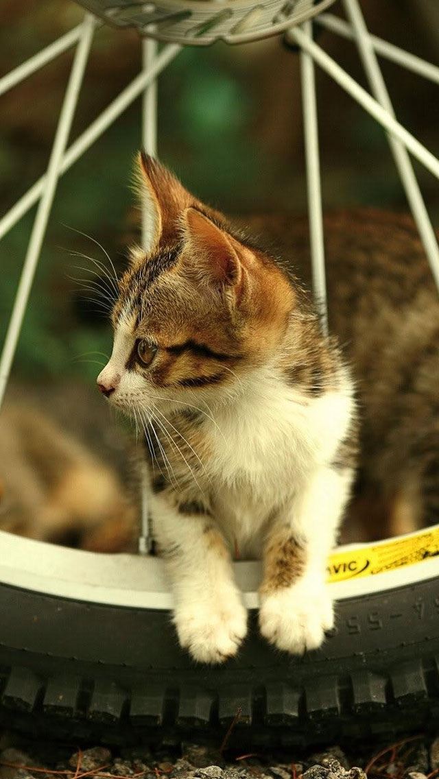 640x1136 Beautiful Cat - beautiful iPhone Wallpaper