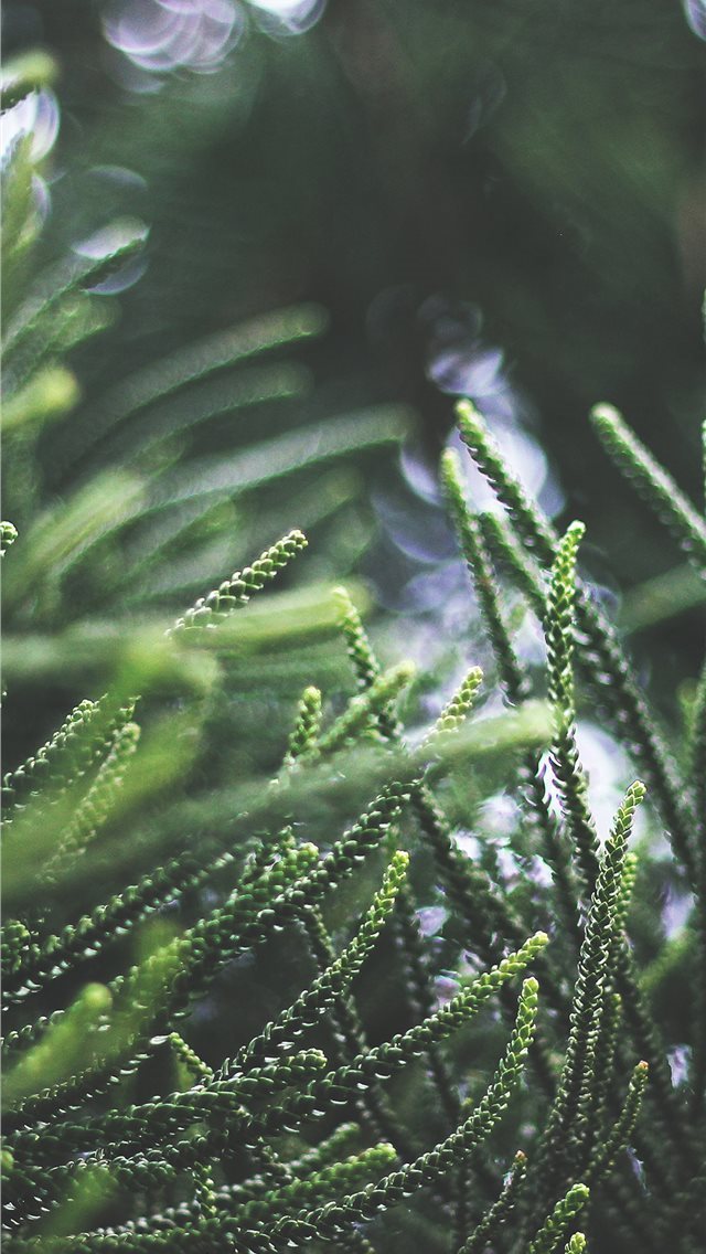 640x1136 Apple nl76 tree green bokeh nature spring - trends iPhone Wallpaper