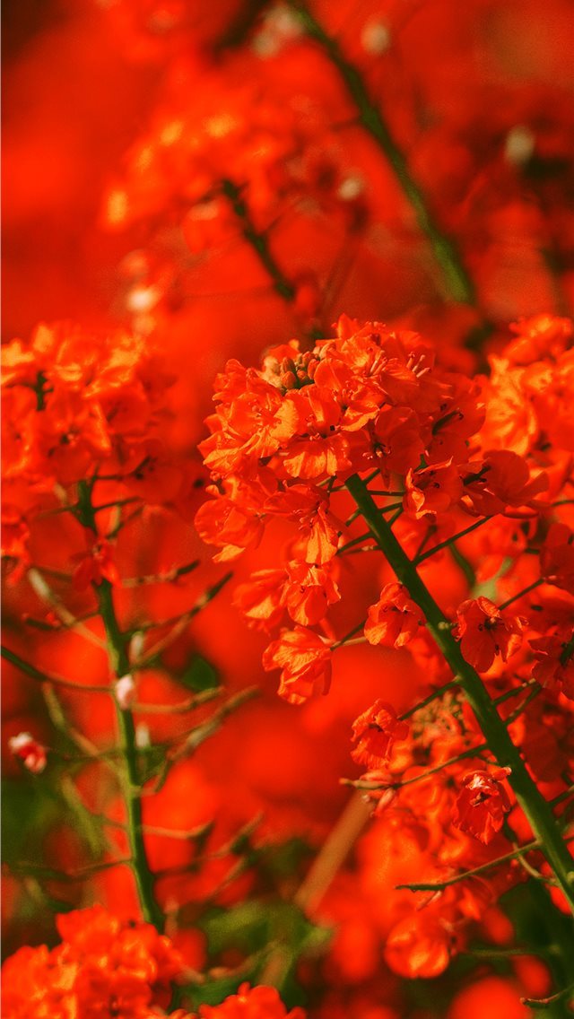 640x1136 Apple mq18 red flower spring fun nature -  iPhone Wallpaper