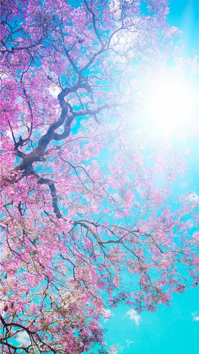 640x1136 Pink Flowers Best HD For Android Devices - trends iPhone Wallpaper