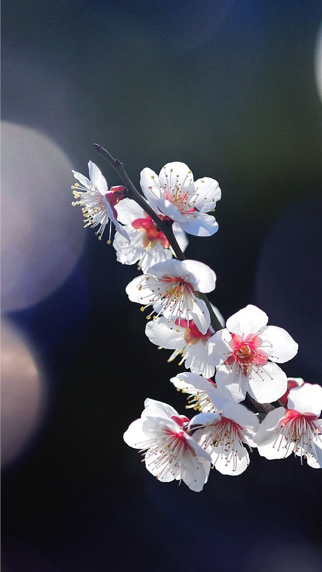 640x1136 Apple mq24 spring flower sakura nature tree flare ... - trends iPhone Wallpaper