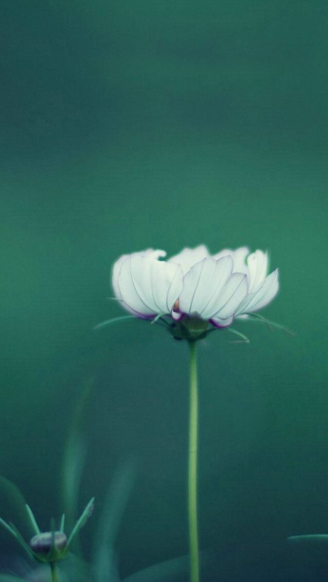 640x1136 White flowers close up - bokeh iPhone Wallpaper
