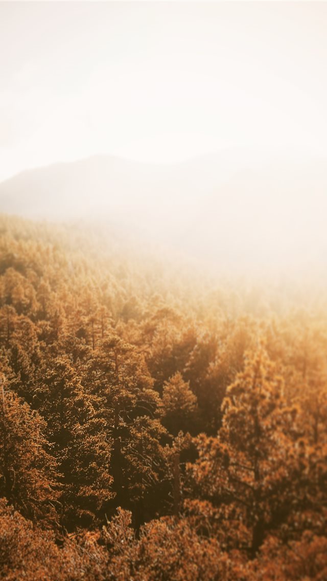 640x1136 aerial photography of forest during golden hour -  iPhone Wallpaper