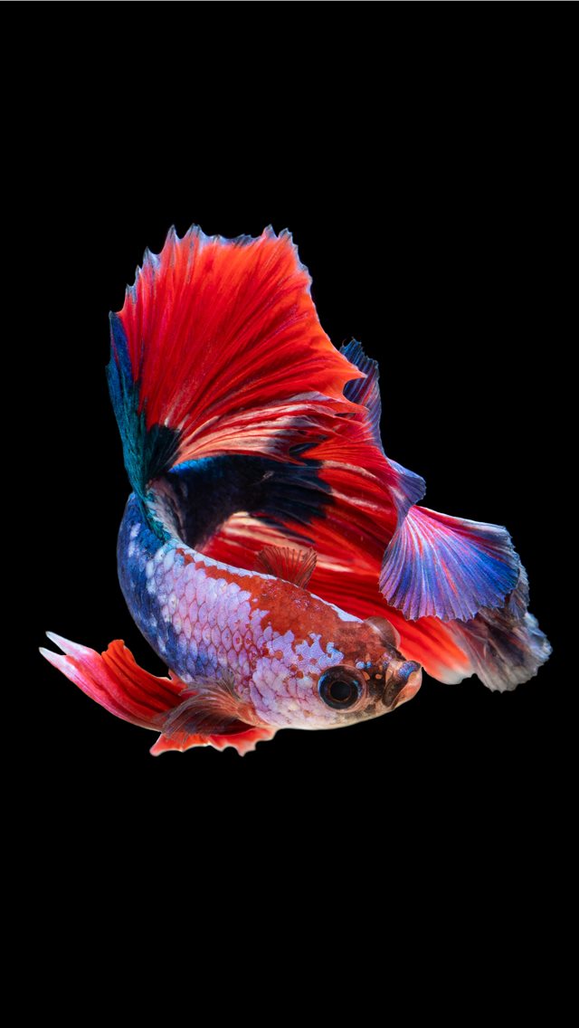 red and silver guppy fish iPhone wallpaper 