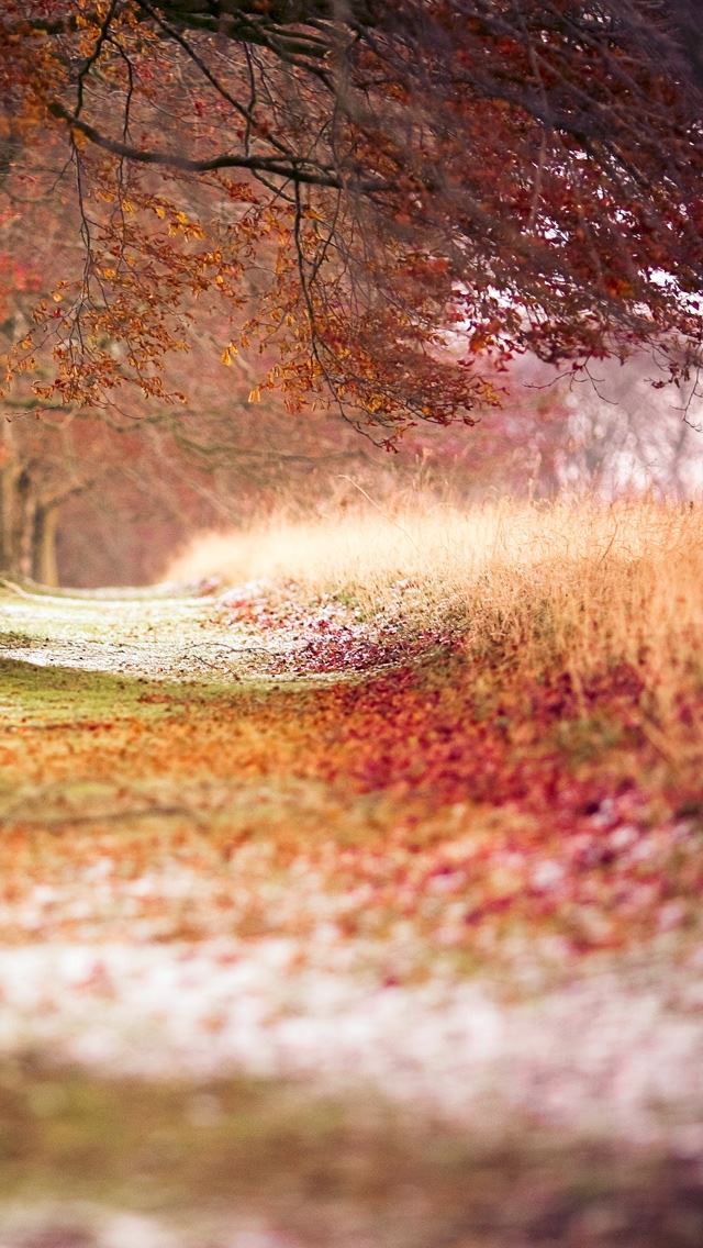 640x1136 Beech Autumn Trees - trees iPhone Wallpaper