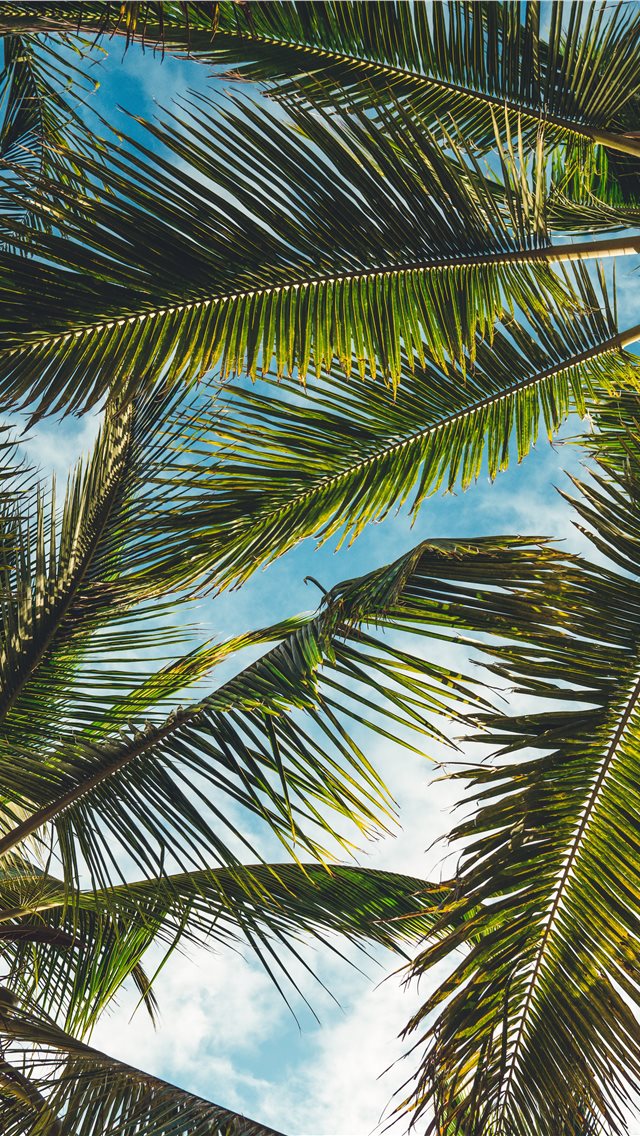 coconut tree leaves under blue sky during daytime iPhone wallpaper 