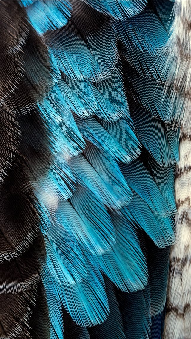 640x1136 black and blue feather - australia iPhone Wallpaper
