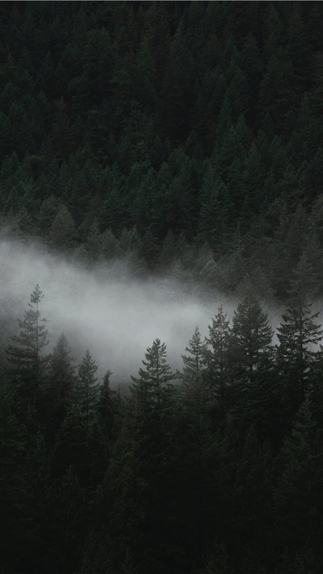 640x1136 aerial photo of trees - canada iPhone Wallpaper