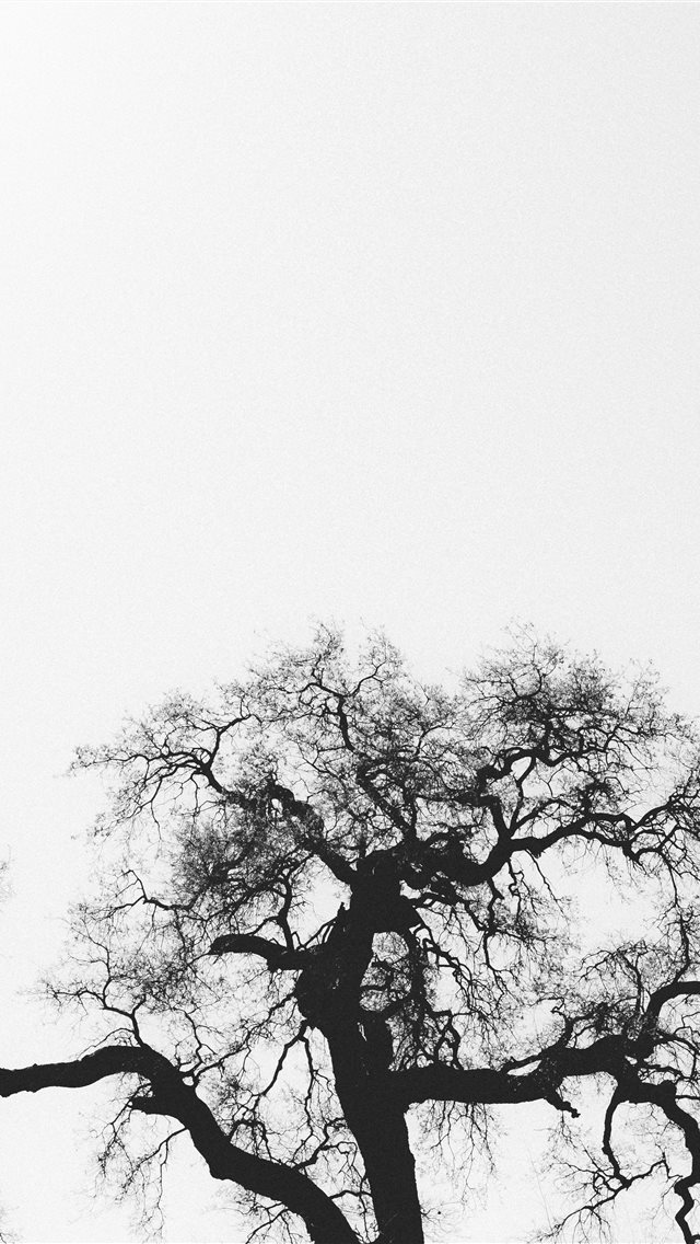 640x1136 silhouette of bare tree - grey iPhone Wallpaper