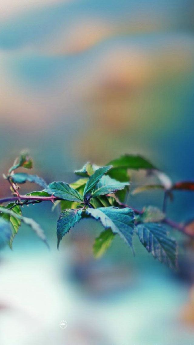 640x1136 Aoba - bokeh iPhone Wallpaper