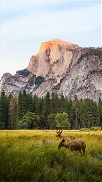 two brown deer beside trees and mountain wallpaper