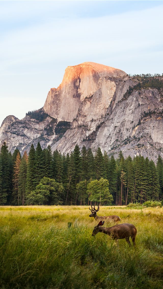 640x1136 two brown deer beside trees and mountain - deer iPhone Wallpaper