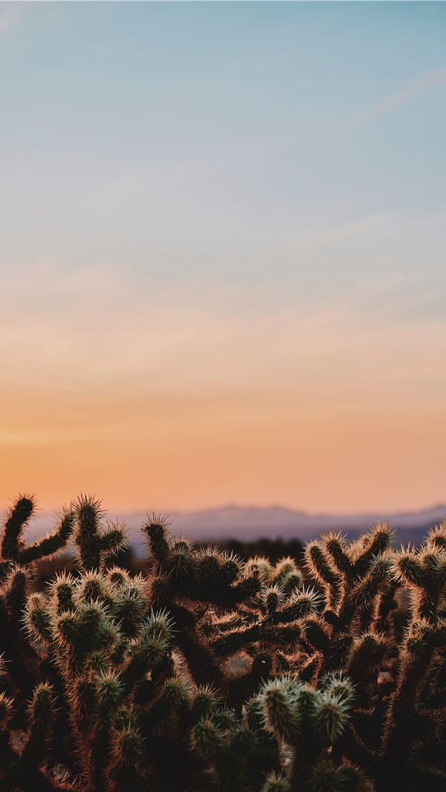 closeup photo of cactus under white and blue sky d... iPhone wallpaper 