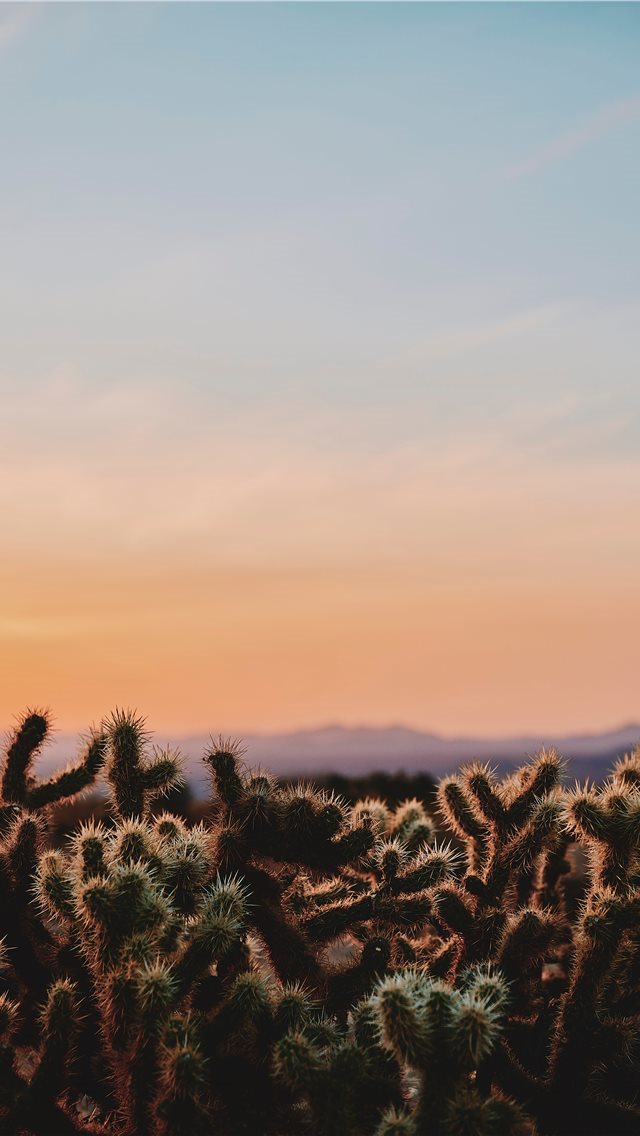640x1136 closeup photo of cactus under white and blue sky d... - joshua tree national park iPhone Wallpaper