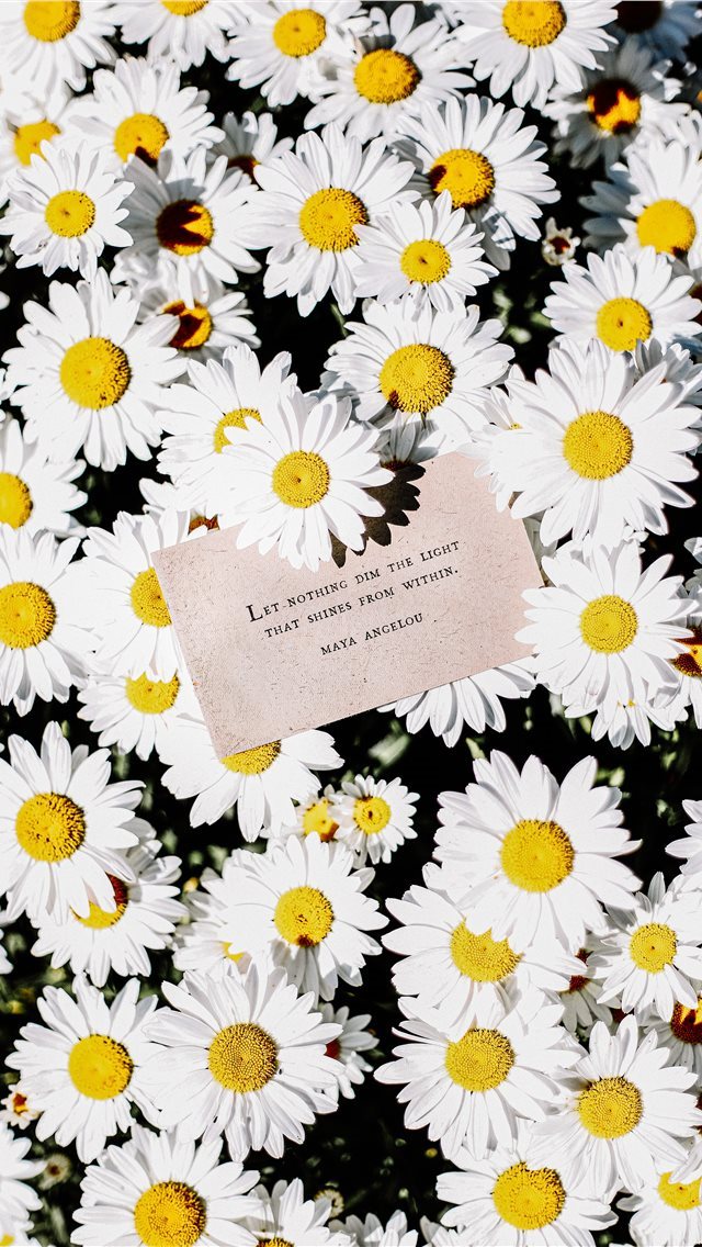 640x1136 white daisy flowers - love iPhone Wallpaper