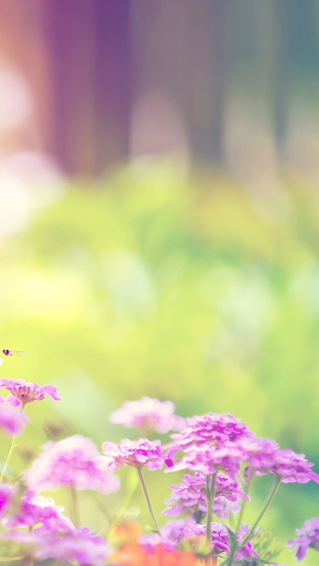 640x1136 Marigold Lilac Purple Flowers - purple iPhone Wallpaper