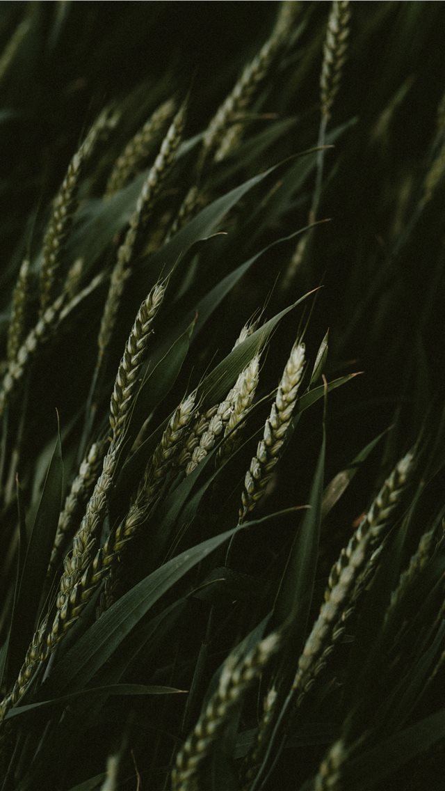 640x1136 selective focus photo of green wheats - food iPhone Wallpaper