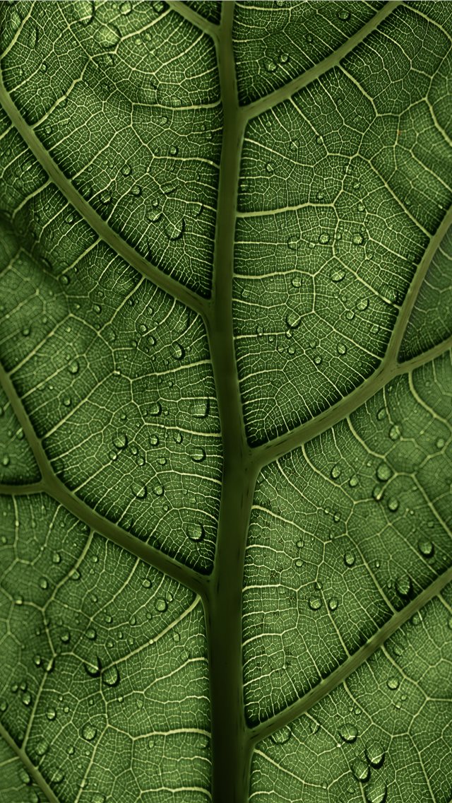 A Ficus Lyrata Leaf in the sunlight 2 2 IG clay ba... iPhone wallpaper 