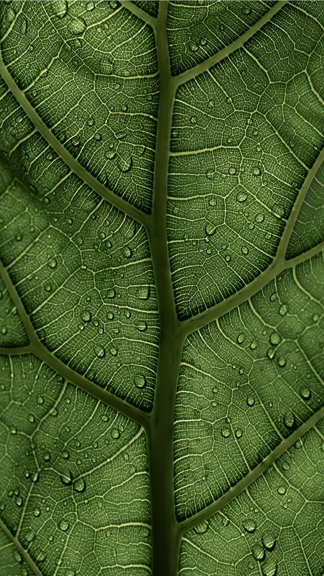 640x1136 A Ficus Lyrata Leaf in the sunlight 2 2 IG clay ba... - charlotte iPhone Wallpaper