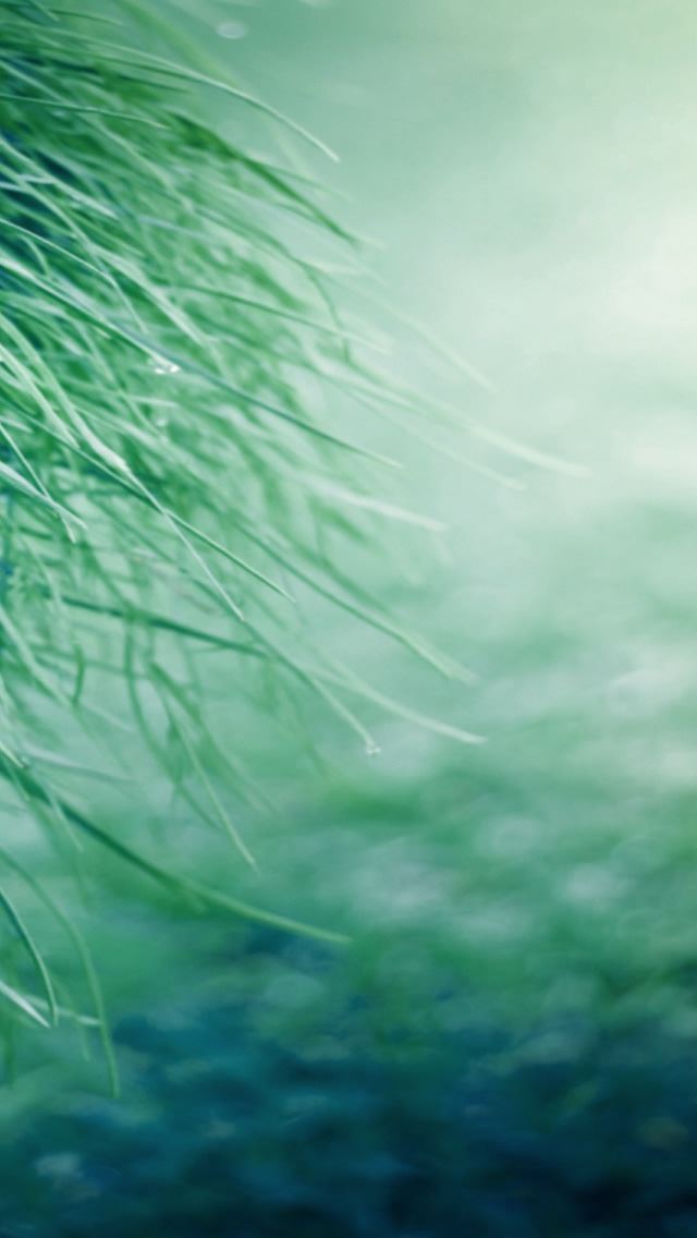 640x1136 Pure Grass - pure iPhone Wallpaper