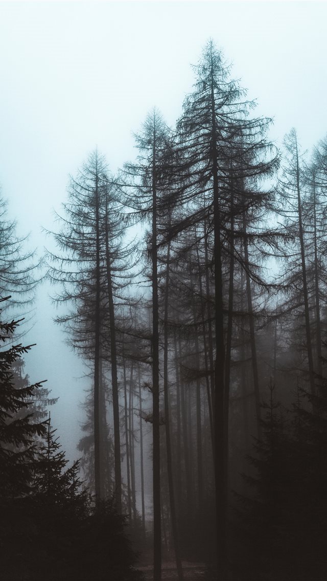 640x1136 trees during day - grey iPhone Wallpaper