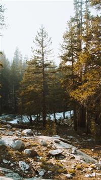 green leafed trees during daytime wallpaper