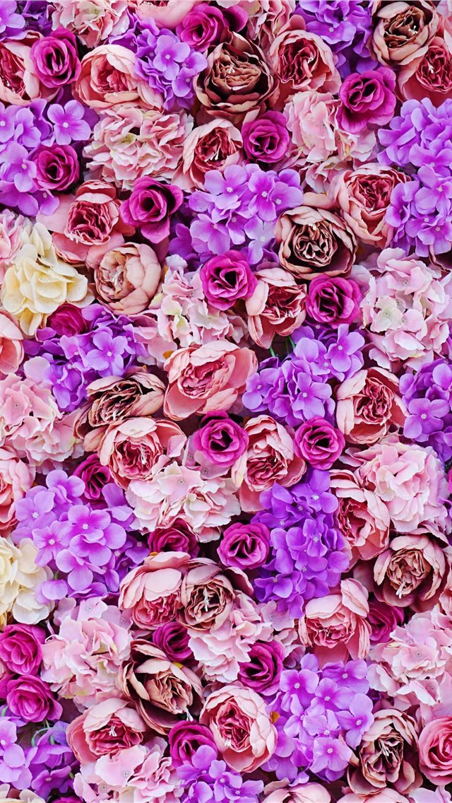 640x1136 pink and purple petaled flower - rose iPhone Wallpaper