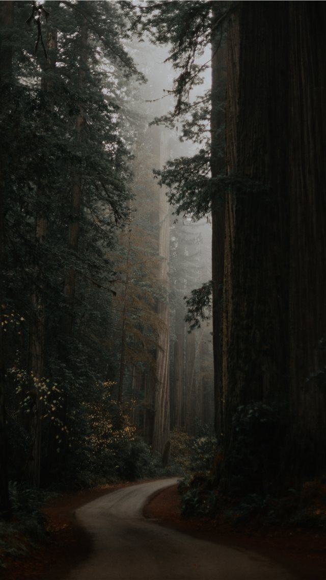 640x1136 green trees under white sky during daytime - grey iPhone Wallpaper