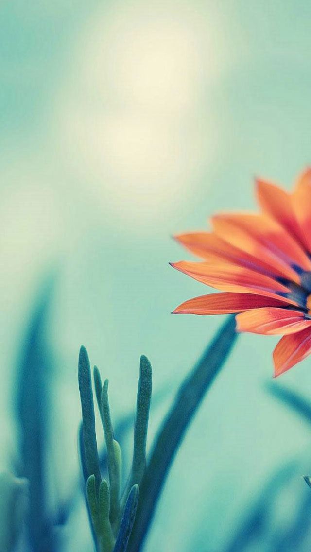 640x1136 Flower -  iPhone Wallpaper