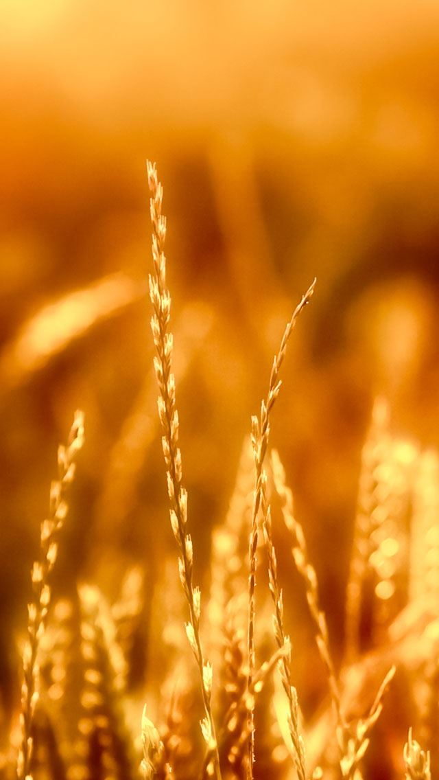 640x1136 Evening Light - golden iPhone Wallpaper
