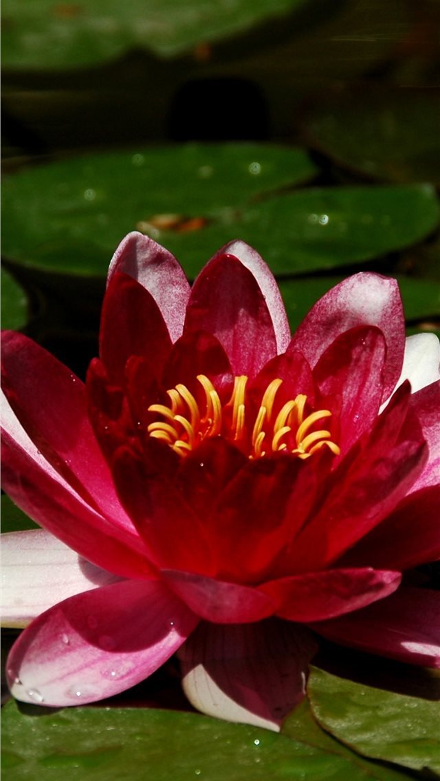 640x1136 1125 x 2436 Apple nature wallpaper Excursion prett... - trends iPhone Wallpaper