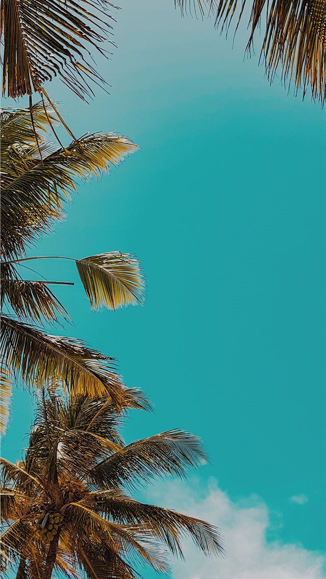 640x1136 Apple ob59 summer tree palm nature - trends iPhone Wallpaper