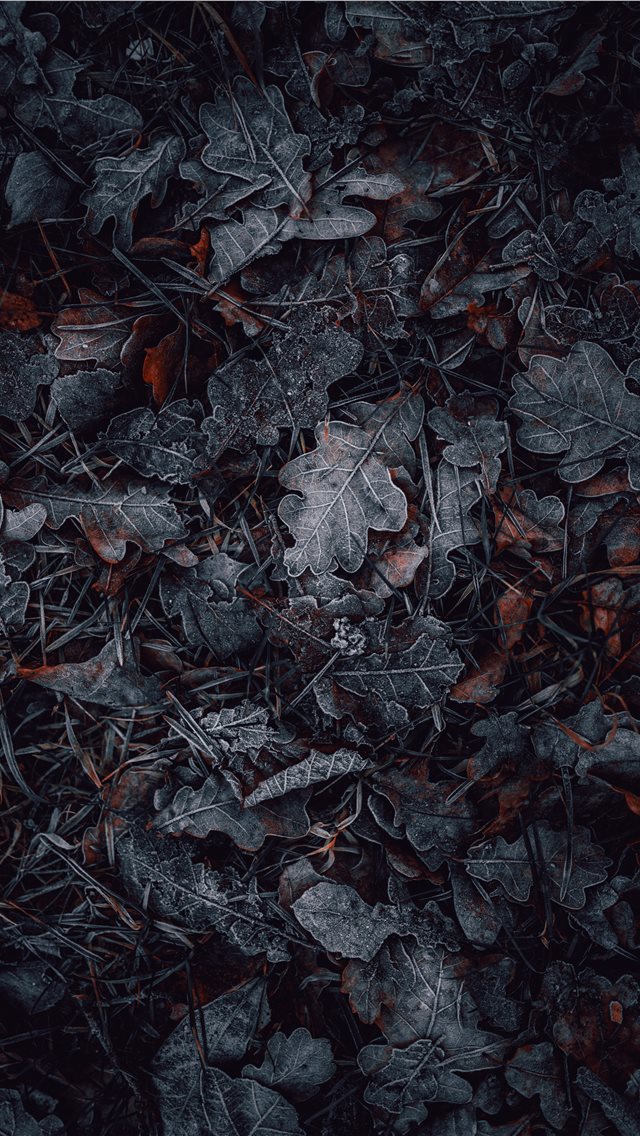 macro photography of gray and brown leaves iPhone wallpaper 