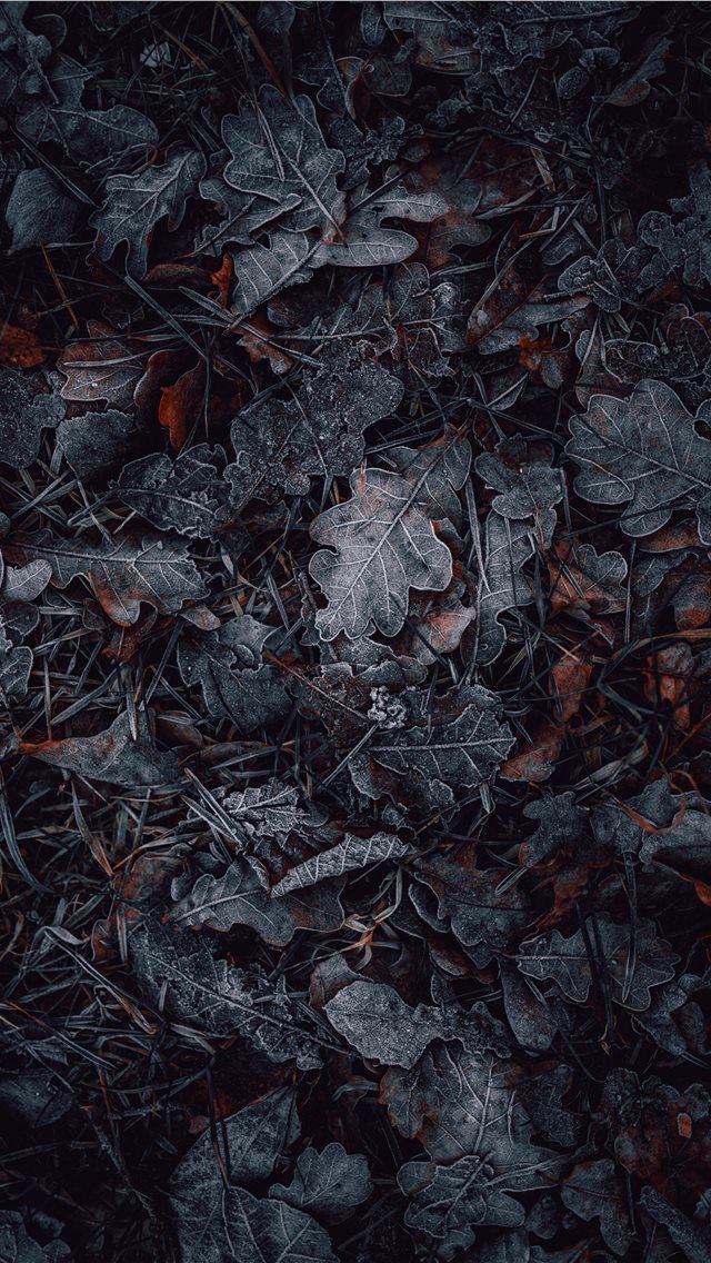 640x1136 macro photography of gray and brown leaves - grey iPhone Wallpaper